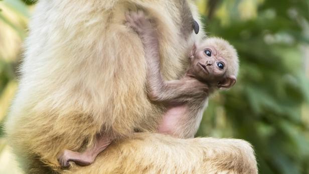 Baby-Gibbon