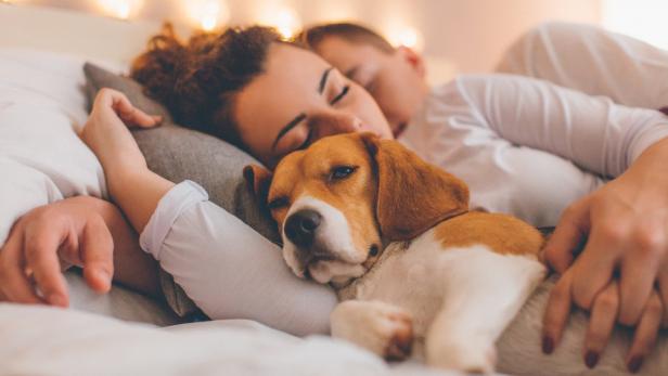 Ein Hund im Schlaf sorgt für eine höhere Schlafqualität