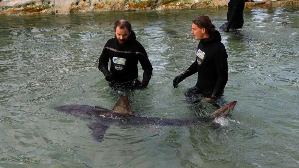 Der junge orientierungslose Hai wurde von Helfern geborgen
