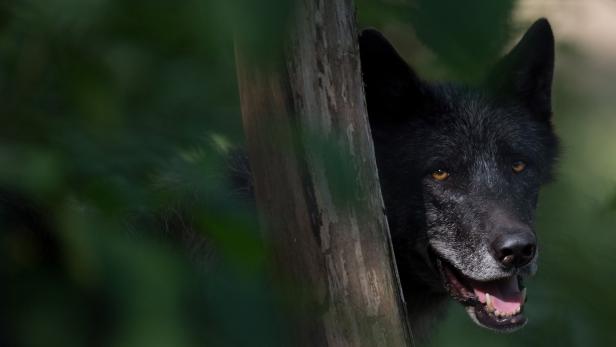 Die Wölfe werden in Österreich wieder heimisch