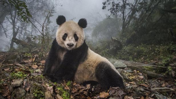 Natur – Zweiter Preis, Fotoserien: Ye Ye, ein sechzehnjähriger Panda, im ausgedehnten Wildgehege einer Forschungsstation im Wolong Naturreservat, Sechuan, China, 30. Oktober 2015.