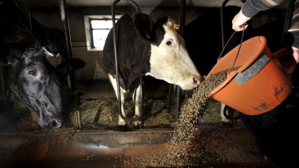 Landwirt füttert Kühe mit Kraftfutter: Doku blickt schonungslos auf ein &quot;krankes System&quot;.