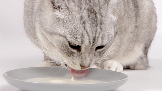 Erwachsene Katzen vertragen selten Milch