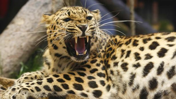 Das Leopardenweibchen verletzte den Pfleger im Gesicht.