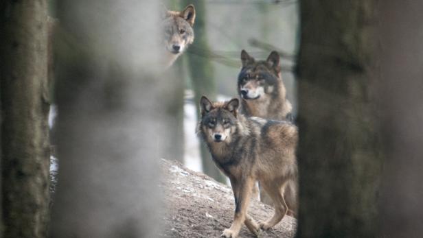 Wölfe sind in Österreich willkommen.