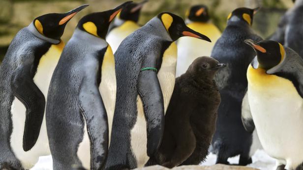 Flauschig & kugelrund: Pinguinnachwuchs in Schönbrunn