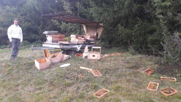Der „Sattnitzbär“ zerstörte erneut Marcel Köchls Bienenstöcke