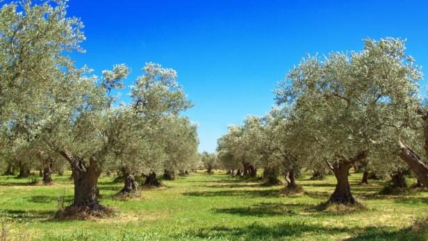 Olivenbäume.