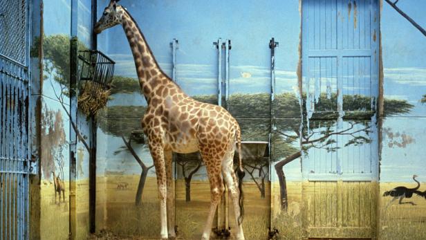 Candida Höfer: Zoologischer Garten Paris II, 1997 (Ausschnitt)