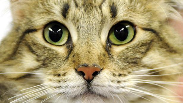 Nahaufnahme vom Gesicht einer getigerten Katze mit grünen Augen.