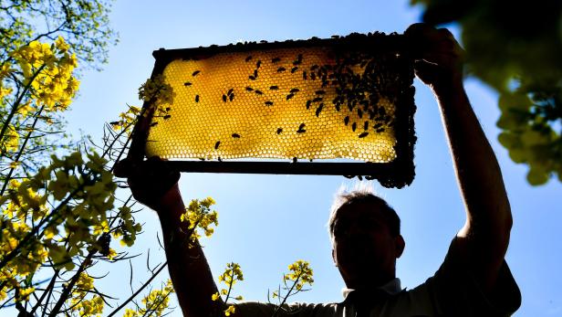 Honig ist durch Insektengift belastet.