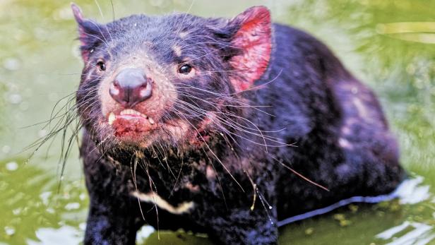 Der Tasmanische Teufel Kampft Ums Uberleben Kurier At