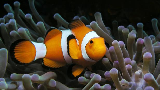 Clownfische leben in Symbiose mit See-Anemonen