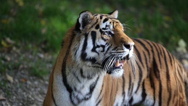 Frau starb bei Tiger-Angriff in Dorf in Nepal