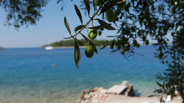 Oliven: noch nicht geerntet. Meer: noch warm