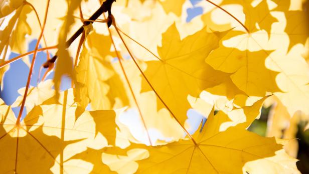 Gelb gefärbte Blätter eines Ahornbaumes.