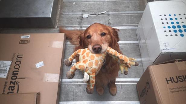 Entzückende Facebook-Seite: Hund trifft Postbote