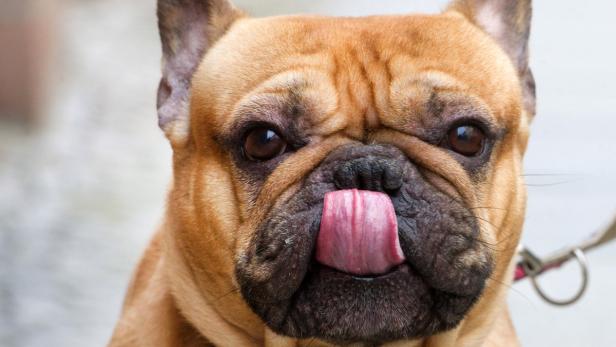 Ein brauner Französische Bulldogge streckt seine Zunge heraus.