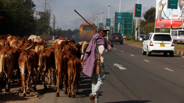 A cattle herder walks his livestock by a highway in the capital Nairobi, Kenya, October 24, 2017. REUTERS/Siegfried Modola