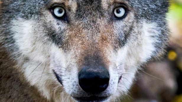 Die problematische Rückkehr der Wölfe: Jäger wollen klare Regeln