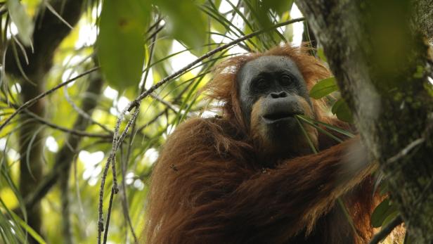 Sumatra Orang-Utan unterscheidet sich von den zwei anderen Arten.