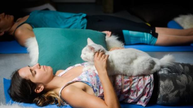 Beim Katzen-Yoga kuschelt man mit Miezen aus dem Tierheim.