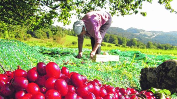 Die Ernte der Dirndlfrüchte ist aufwendig. Vor der Ernte werden Planen unter die Sträucher gelegt. Sobald die Früchte reif sind, fallen sie von selbst ab.