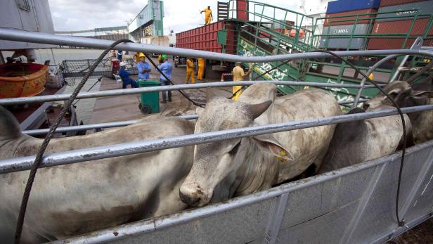 In Vila do Conde port in Barcarena werden Rinder für den Export verladen.