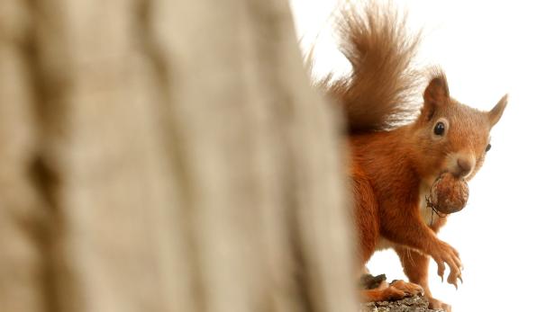 Das rote Eichhörnchen wird in Großbritannien immer seltener.