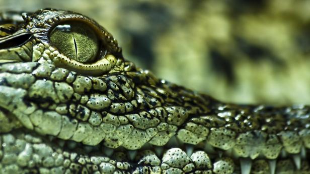 Besitzer ließ Tiere zurück: Vier Reptilien verendet