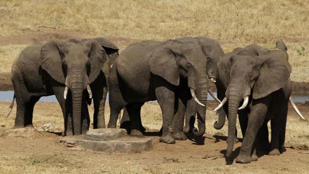 Elefantenherde in der Nähe von Nairobi (Symbolbild)