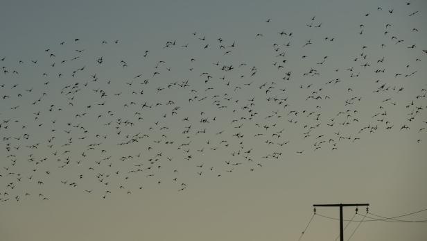 Ein Vogelschwarm aus Staren, Archivbild