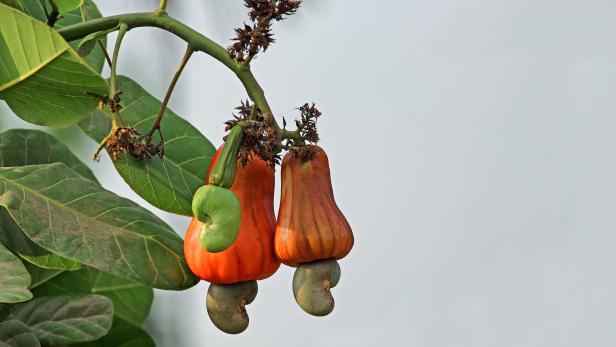Hätten Sie in der Natur gewusst, dass man die Früchte dieser Pflanze essen kann?