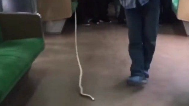 Video: Indonesier tötet Schlange mit bloßen Händen