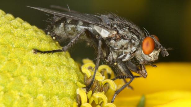 Eine Fliege mit roten Augen sitzt auf einer gelben Blüte.