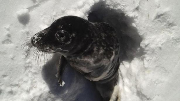 A seal pup lies in the snow after it was found in a forest in eastern Sweden March 24, 2013, almost six kilometres (four miles) from the closest body of open water. Uppsala police inspector Henrik Pederson said that Hunter Robert Sandefors, who was asked by police to take care of the pup, called to say he was out walking in the woods when he found a seal pup. REUTERS/Kjell Henning/Scanpix Sweden (SWEDEN - Tags: ANIMALS SOCIETY) ATTENTION EDITORS - THIS IMAGE HAS BEEN SUPPLIED BY A THIRD PARTY. IT IS DISTRIBUTED, EXACTLY AS RECEIVED BY REUTERS, AS A SERVICE TO CLIENTS. SWEDEN OUT. NO COMMERCIAL OR EDITORIAL SALES IN SWEDEN. NO COMMERCIAL SALES