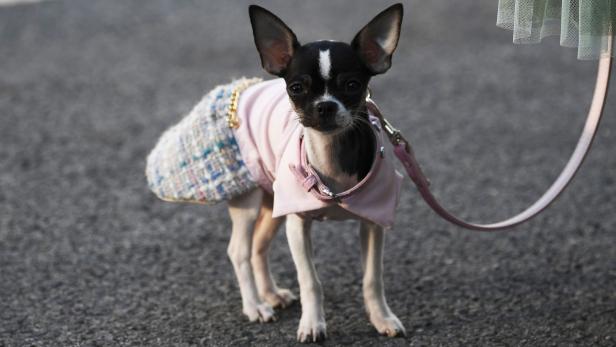 Chihuahua lässt sich vom Chanel-Look wärmen.