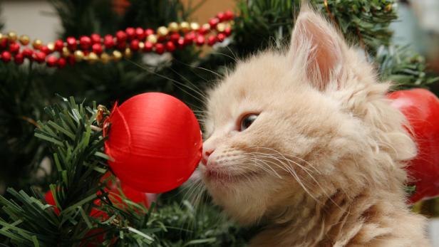 Eine kleine Katze, die mit einer Christbaum-Kugel spielt