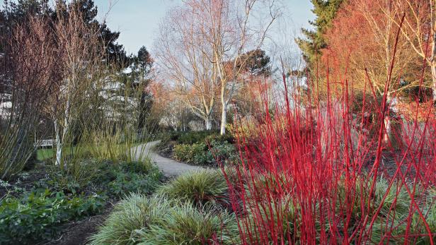 Hartriegel ist im Sir Harold Hillier Garden (GB) das ganze Jahr über ein Blickfang.