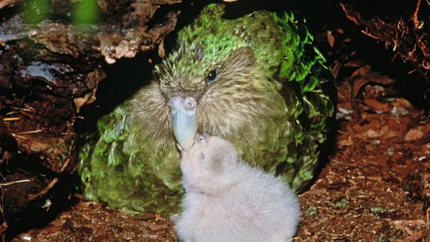 So sehen Kakapos aus.