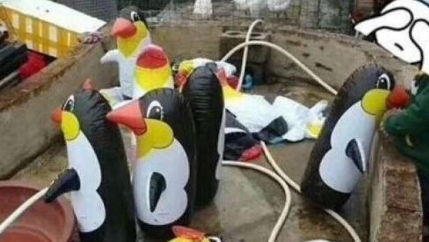 Besucher verärgert: Zoo zeigt aufblasbare Pinguine