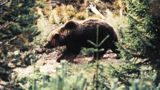 Braunbär