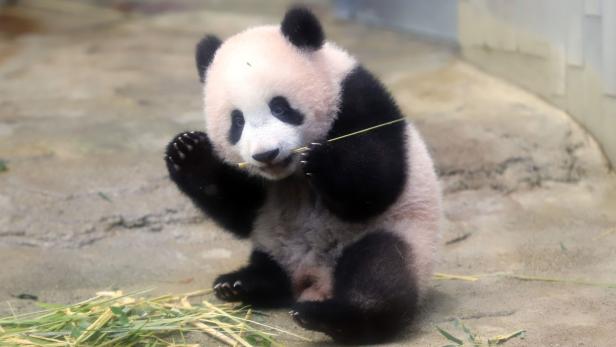 Das Panda-Baby Xiang Xiang.