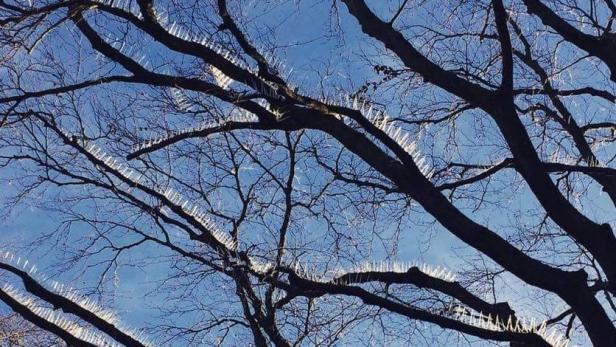 In Bristol dürfen Vögel nicht auf Bäumen sitzen