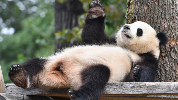Panda-Dame Meng Meng entspann in ihrem Gehege im Zoo.