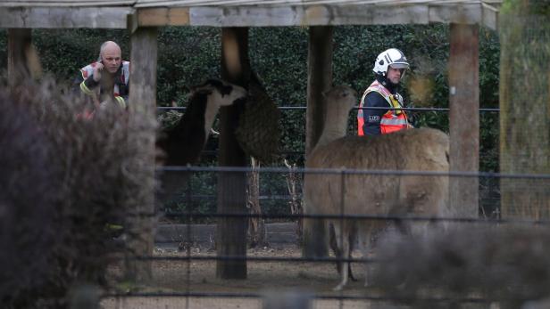 Feuer in Londoner Zoo ausgebrochen