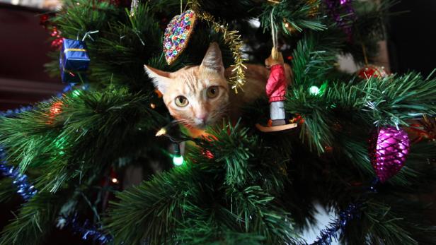 Im Backrohr brutzelt die Weihnachtsgans, im Wohnzimmer funkelt der Christbaum, auch die Kinderaugen leuchten - alles scheint vorbereitet für einen perfekten Weihnachtsabend. Doch dann geht plötzlich etwas gründlich schief. Wir präsentieren die häufigsten Unfälle am Heiligen Abend.