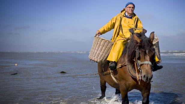 UNESCO-Erbe: Die Krabbenfischer zu Pferd