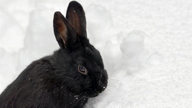 Zum kalendarischen Frühlingsanfang am 20.03.2013 hoppelt ein schwarzes Kaninchen im Vogelpark Marlow (Mecklenburg-Vorpommern) im Schnee. Der Winter hat den Norden wahrscheinlich noch bis Ostern fest im Griff. Bernd Wüstneck/dpa +++(c) dpa - Bildfunk+++