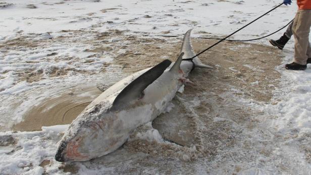 USA: Extreme Kälte lässt Haie erfrieren